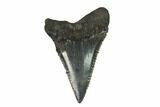 Juvenile Megalodon Tooth - Georgia #115722-1